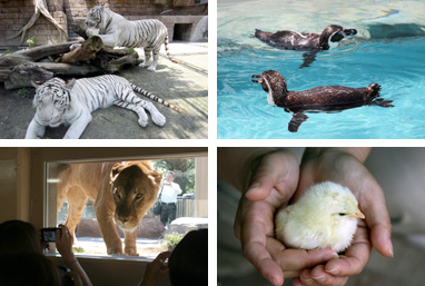 動物