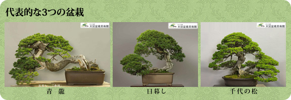 代表的な3つの盆栽